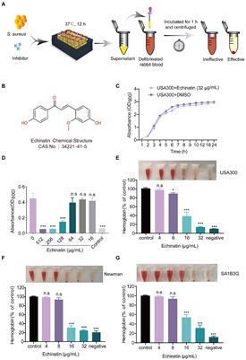 The natural product, echinatin, protects mice from methicillin-resistant Staphylococcus aureus pneumonia by inhibition of alpha-hemolysin expression